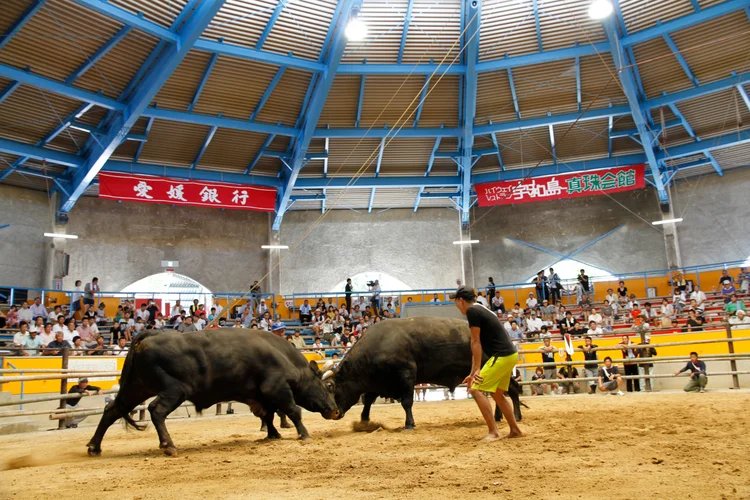 🏟️ 우와지마 시영 투우장 (우와지마시 에이 토-규-조-) 이미지 8